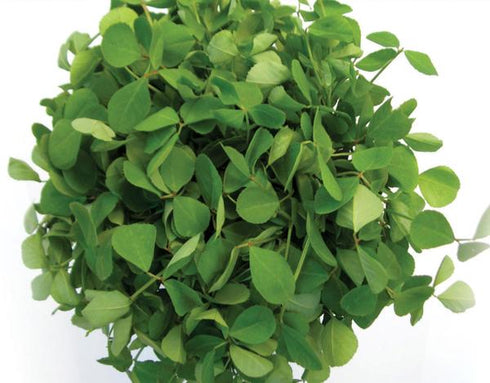 Methi Kasuri / Kasuri Methi - OP Vegetable Seeds